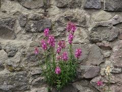 Antirrhinum majus