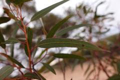 Eucalyptus oleosa oleosa