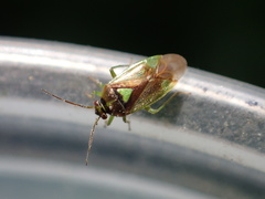 Orthops scutellatus