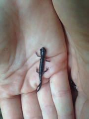 Plethodon teyahalee