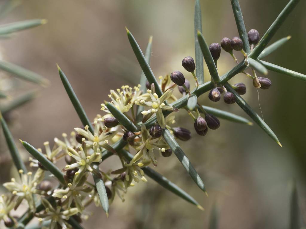 Grey Asparagus