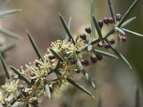 Representative image of Asparagus horridus