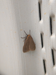 Pagara simplex