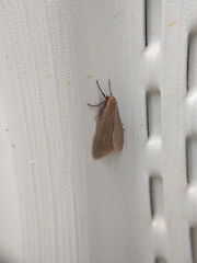 Pagara simplex
