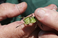 Pediodectes haldemanii