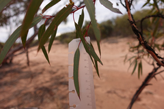 Eucalyptus oleosa oleosa