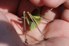 Pediodectes haldemanii