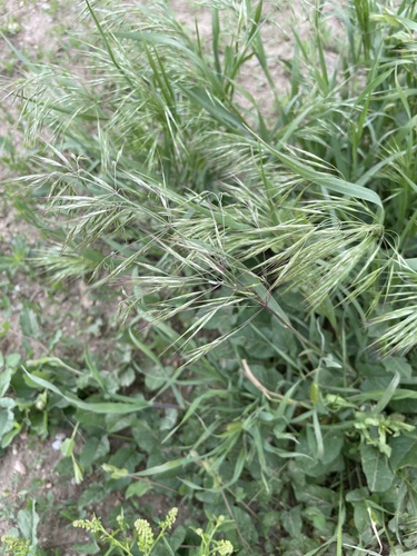 Cheatgrass