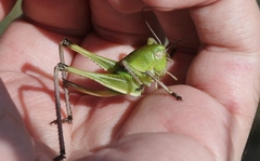 Pediodectes haldemanii