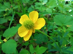 Ranunculus cassubicus