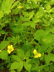 Ranunculus cassubicus
