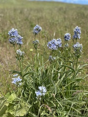Frasera albicaulis columbiana