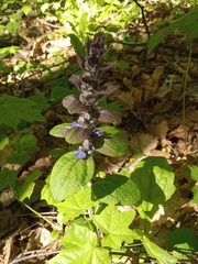Ajuga reptans