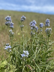 Frasera albicaulis columbiana