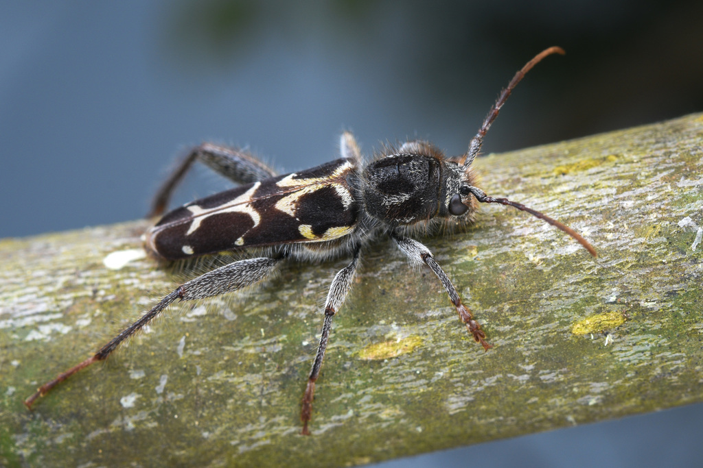 Western Ash Borer