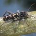 Western Ash Borer - Photo (c) corndog, some rights reserved (CC BY-NC), uploaded by corndog