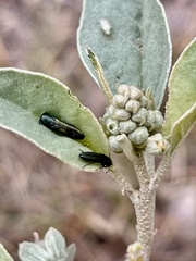 Agrilus lacustris