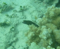 Gymnothorax meleagris