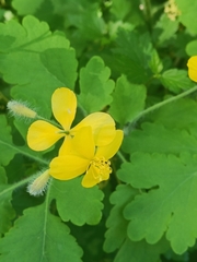 Chelidonium majus