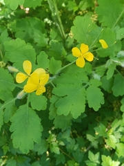 Chelidonium majus