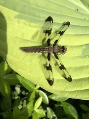 Plathemis lydia