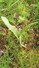 Platanthera lacera