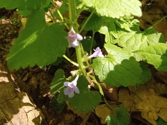 Glechoma hederacea