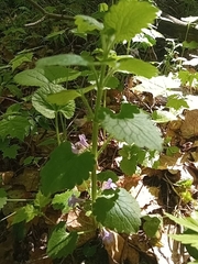Glechoma hederacea