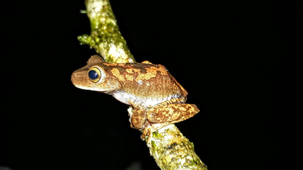 Ibitipoca Treefrog