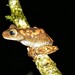 Ibitipoca Tree Frog - Photo (c) andreyves, some rights reserved (CC BY-NC)