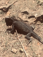 Iguana iguana melanoderma