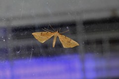 Gandaritis pyraliata