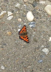 Aglais urticae chinensis