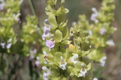 Salvia absconditiflora