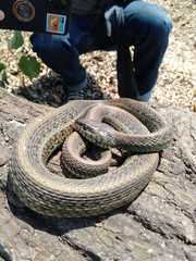 Thamnophis eques scotti