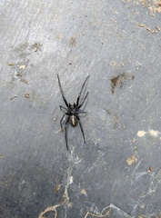 Steatoda mainlingensis