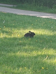 Oryctolagus cuniculus