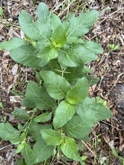 Ruellia drummondiana