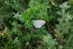 Celastrina oreas