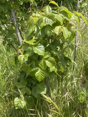 Toxicodendron diversilobum