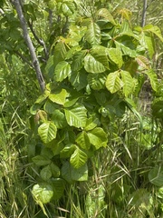 Toxicodendron diversilobum
