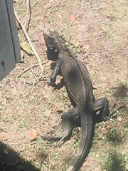 Iguana iguana melanoderma