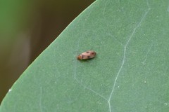Anaspis maculata