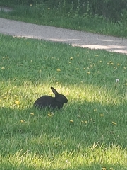 Oryctolagus cuniculus