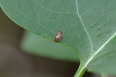 Anaspis maculata