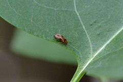 Anaspis maculata