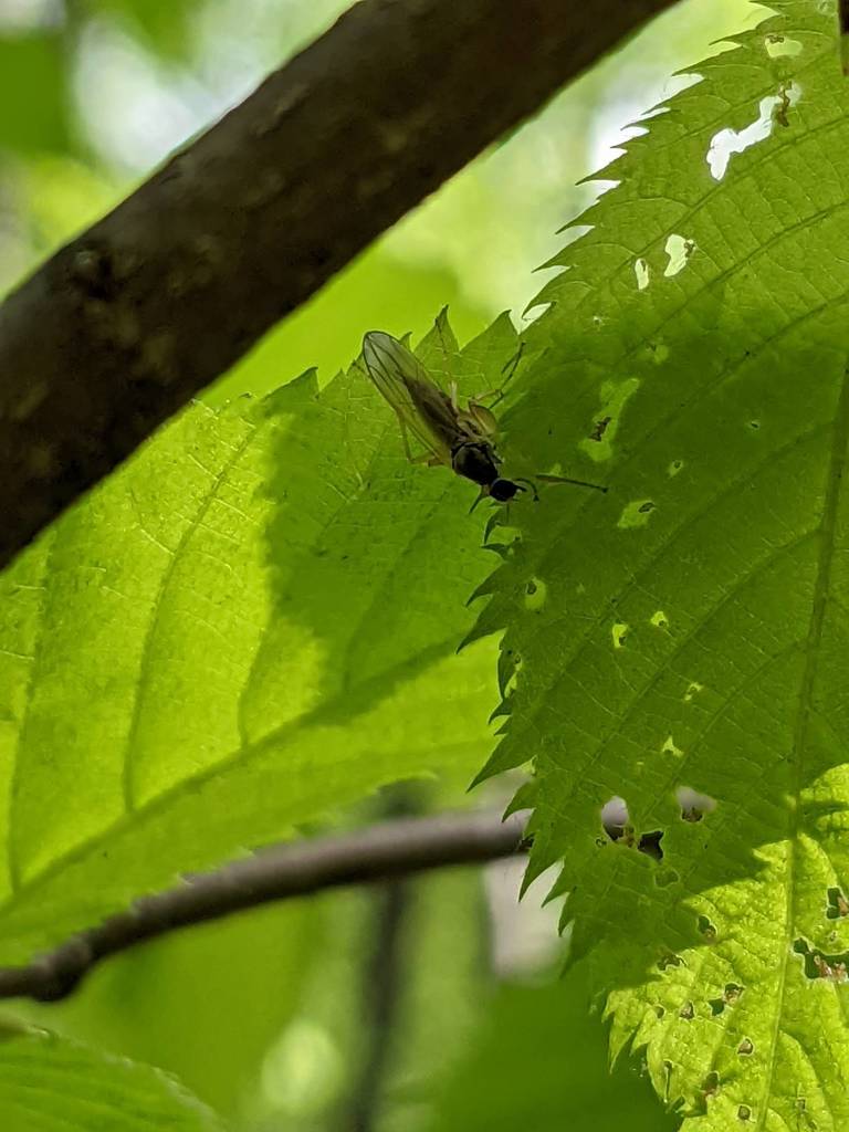 Flies from BHRC Natural Bridge Uplands on May 23, 2022 by ...