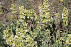 Salvia absconditiflora