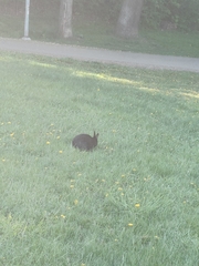 Oryctolagus cuniculus