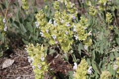 Salvia absconditiflora